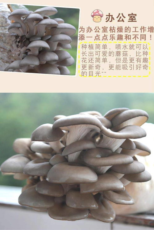 菌菇家庭种植：开启绿色健康生活新篇章