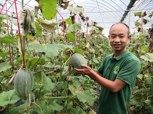 哈密瓜种植大棚技术揭秘：揭秘高效种植的秘密武器