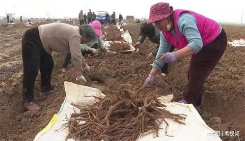 《致富经》揭秘：药材种植技术革新，如何实现绿色高效盈利？