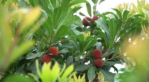 东魁杨梅种植管理：揭秘高效产量的秘密