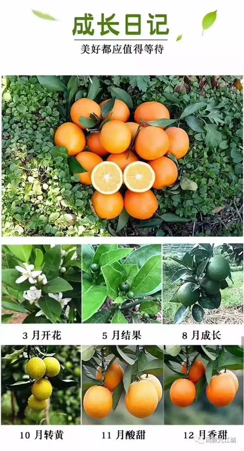 冬季水果种植：揭秘高效益的秘密武器