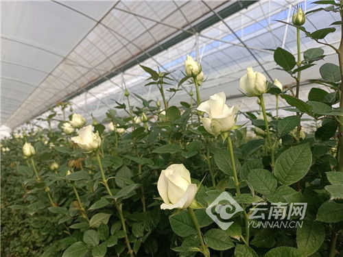 《揭秘高效玫瑰花种植：大棚环境下的秘密花园之旅》