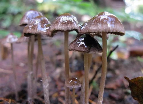 自然之馈赠：揭秘野生蘑菇种植技术，开启生态农业新篇章