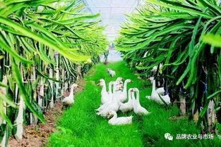 农林致富网揭秘：现代农业种植技术革新之路