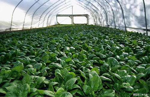 叶菜类种植技术革新：揭秘高效绿色种植之道
