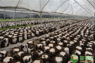 四川食用菌种植技术：绿色革命下的新机遇