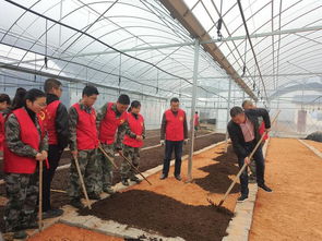 金昌中药白芨种植技术揭秘：绿色农业的黄金之路