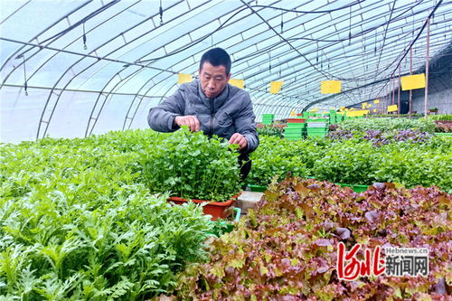 家庭盆栽蔬菜，让绿色生活触手可及——揭秘高效种植技巧