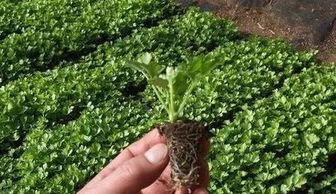 揭秘芹菜种植技巧：高效高产的秘密武器