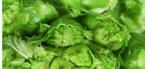 《揭秘儿菜种植秘籍：掌握这些技巧，让儿菜产量翻番！》