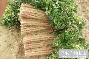 山药种植：揭秘高效施肥之道，助力高产增收