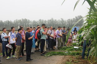 揭秘甜高粱种植技术——视频教程带你轻松入门