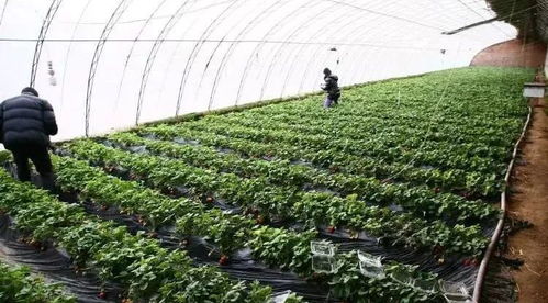 揭秘草莓种植大棚技术，助力农业现代化！
