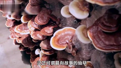 灵芝室内种植：揭秘新时代健康产业的“长生果”