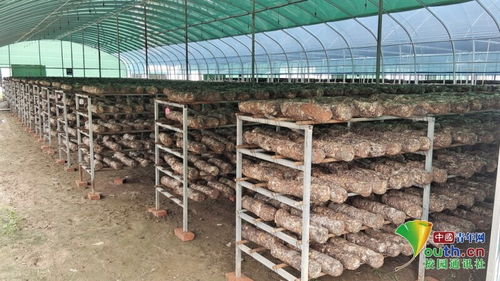 《大棚种植食用菌：揭秘高效益的秘密武器，你准备好了吗？》