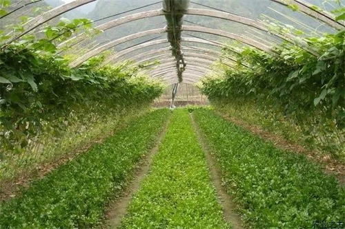 揭秘大棚菜花种植技术，高效丰收不再难！