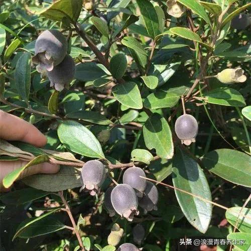 《稔子果种植新篇章：揭秘高效栽培技术之道》