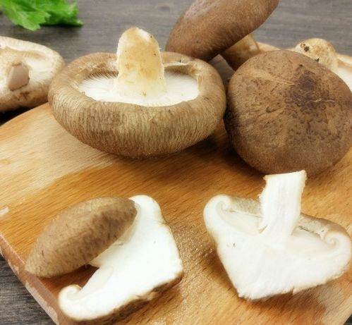 揭秘香菇种植奥秘：如何打造高效香菇生产基地？