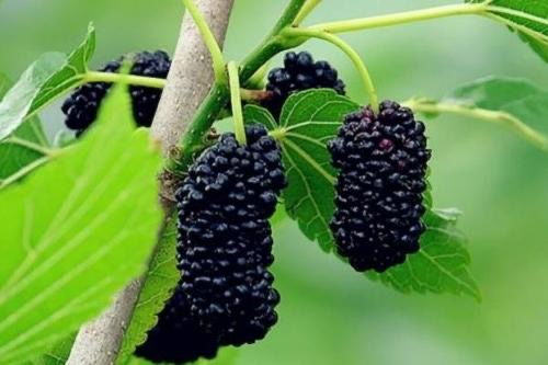 福建桑树桑黄种植技术解析：如何打造生态农业新亮点？