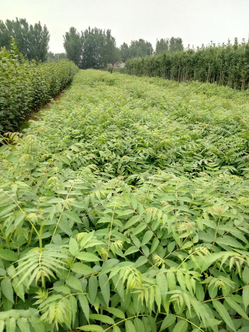 山东香椿苗种植技术揭秘：如何培育出优质香椿苗？