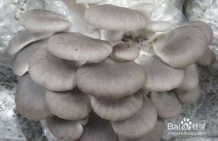 平菇种植技术解析：如何让您的菇房丰收满满？
