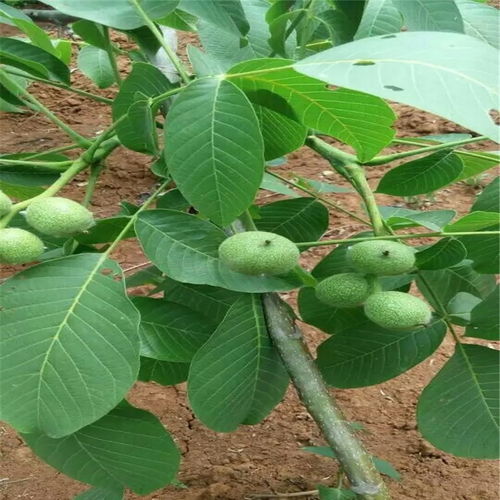 《8518核桃苗种植技术揭秘：如何打造高品质核桃园？》