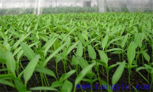 辣椒种植全攻略：揭秘高效益的秘密武器