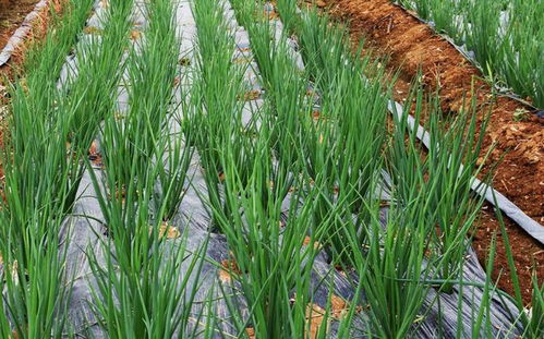 《葱的种植技巧揭秘：如何打造绿色丰收的“香葱”园地？》