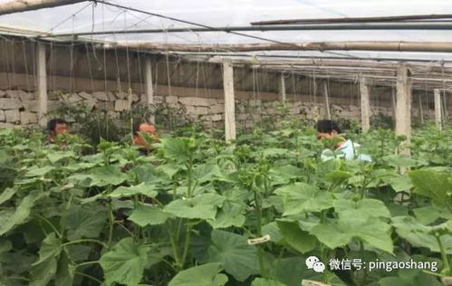 《酥瓜种植攻略：掌握关键技术，丰收不再是梦》