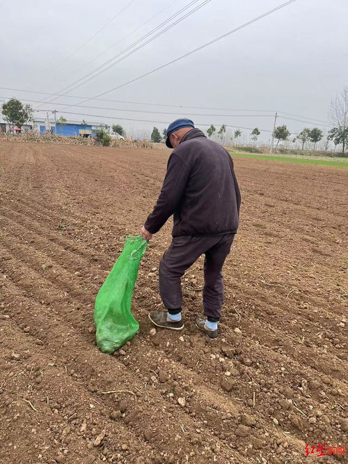 白术种植技术揭秘：如何提高药材产量与品质？