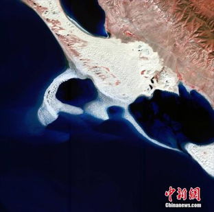 大麻种植技术革新：揭秘高效、合规的种植之道