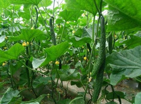 甜黄瓜种植攻略：揭秘高效益的绿色农业新宠