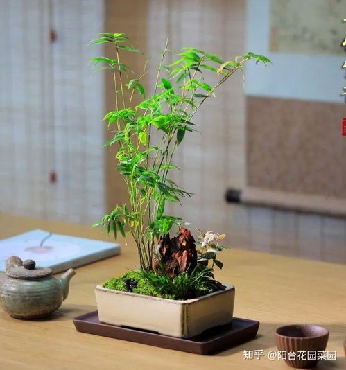 《米竹盆景：探索自然之美，掌握种植艺术精髓》
