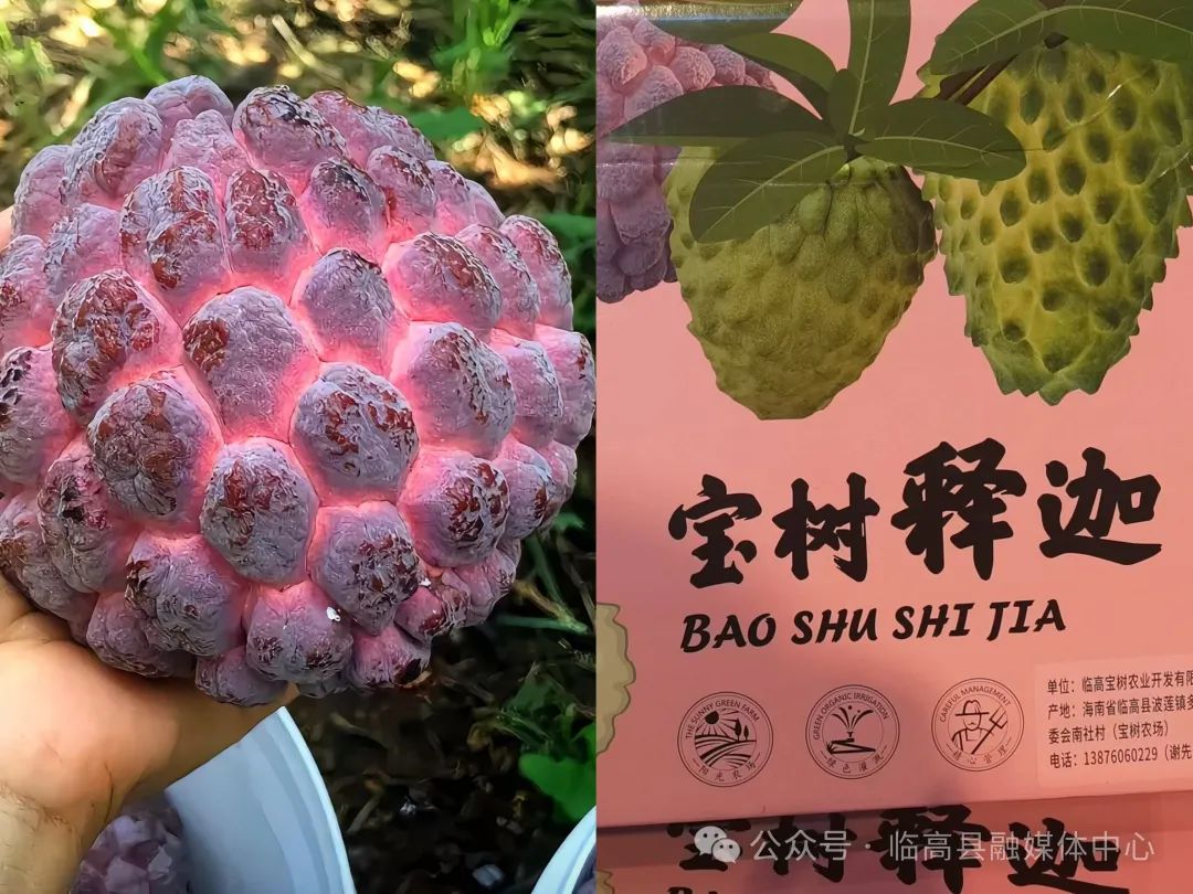 临高渔业资源展示_临高冬交会特色农产品_特色农产品 展览馆