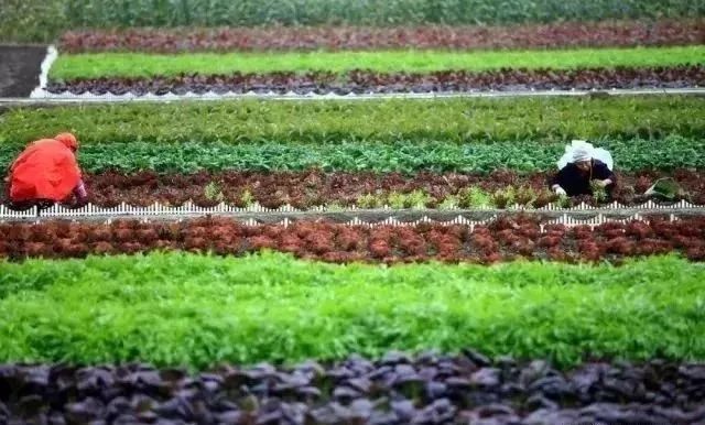 农产品买卖app_定点市场认证_四川雨润国际农产品交易中心