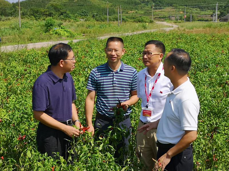 农产品地理标志查询_桂阳五爪辣 国家农产品地理标志_桂阳五爪辣 种植历史