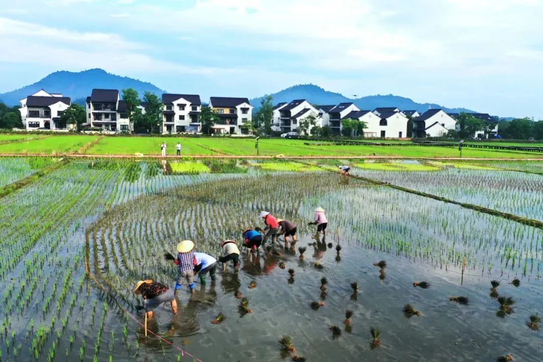 农产品电商成功案例_陇南电商扶贫试点_电商助力乡村振兴模式