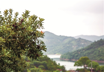 慈溪横河杨梅园美景如画，端午夏至迎采收高峰