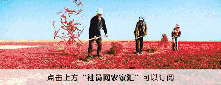 有没有网上农产品交易网_社员网农产品销售平台_农产品上行服务