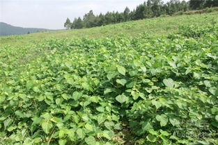 《山桐子种植：绿色财富的新机遇，您准备好了吗？》