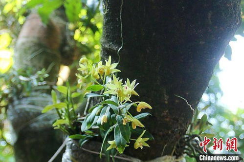 铁皮石斛树上种植新篇章：揭秘绿色农业的黄金之道
