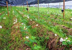 桑黄菌人工种植技术揭秘：如何开启真菌界的“绿色革命”？
