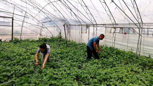 蔬菜种植技术培训：揭秘高效种植的秘密武器