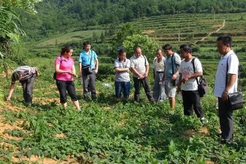 何首乌种植：揭秘技术革新与市场价值