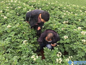 党参种植攻略：揭秘高效种植技术，让您成为种植达人！