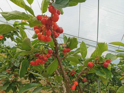 《红妃樱桃树种植攻略：如何打造高产量、高品质的樱桃园？》