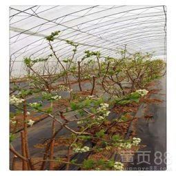 西生菜种植与管理：揭秘高效益的秘密武器