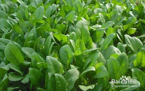 《揭秘高效菠菜种植技术：如何提升产量与品质？》