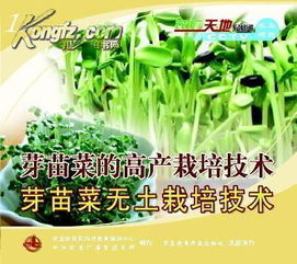 《揭秘叶菜种植奥秘：全套视频教程助您成为绿色种植高手》