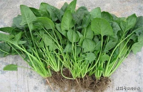 揭秘高效菠菜种植技术：如何让您的菜园丰收满满？